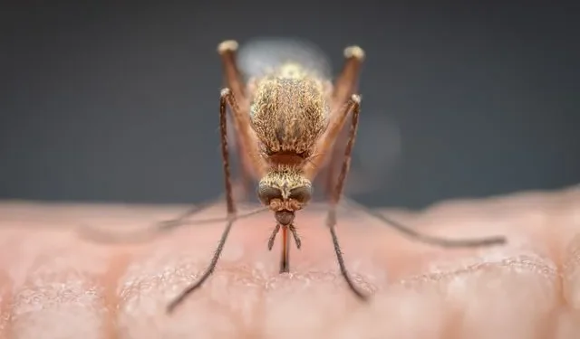 Σιτρονέλα: Το φυτό που διώχνει τα κουνούπια