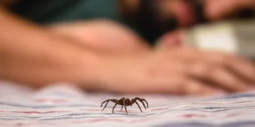 Αγρίνιο: Στο νοσοκομείο 65χρονη που την τσίμπησε αράχνη «μαύρη χήρα»