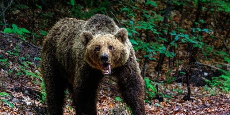 Δράμα: Αρκούδα επιτέθηκε σε δύο ορειβάτες - Ο ένας έπεσε σε γκρεμό