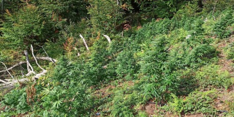 Μεγάλη αστυνομική επιχείρηση στο Ρέθυμνο - Εντοπίστηκαν πέντε φυτείες κάνναβης στον Μυλοπόταμο
