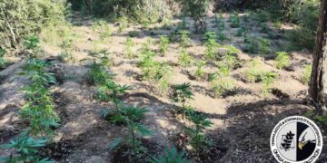 Συνελήφθησαν στη Θεσσαλονίκη δύο άνδρες που καλλιεργούσαν φυτεία με 453 δενδρύλλια κάνναβης