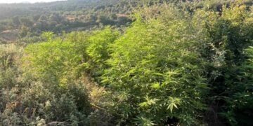 Ρέθυμνο: Εντοπίστηκαν 19 φυτείες κάνναβης στον ορεινό Μυλοπόταμο – Συνελήφθη 48χρονος