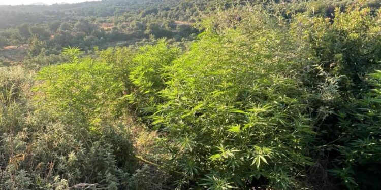Ρέθυμνο: Εντοπίστηκαν 19 φυτείες κάνναβης στον ορεινό Μυλοπόταμο – Συνελήφθη 48χρονος