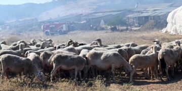 Επιχείρηση -φιάσκο της αστυνομίας στο Ηράκλειο: Ζωοκλέφτες έτρεψαν σε φυγή αστυνομικούς