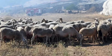 Σκάνδαλο ΟΠΕΚΕΠΕ: Κτηνοτρόφοι στη Χίο καταγγέλλουν ότι δεν θα λάβουν αποζημίωση για τα καμένα βοσκοτόπια τους γιατί... είναι δηλωμένα αλλού 