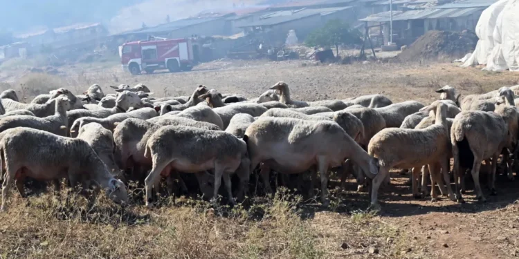 Σκάνδαλο ΟΠΕΚΕΠΕ: Κτηνοτρόφοι στη Χίο καταγγέλλουν ότι δεν θα λάβουν αποζημίωση για τα καμένα βοσκοτόπια τους γιατί... είναι δηλωμένα αλλού 