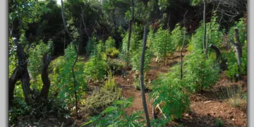 Εντοπίστηκε στη Λάρισα η μεγαλύτερη χασισοφυτεία που έχει εντοπιστεί ποτέ στο Νομό - Πάνω από 6.000 δενδρύλλια κάνναβης σε δύσβατη περιοχή του Δήμου Αγιάς - Δύο συλλήψεις