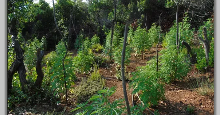 Εντοπίστηκε στη Λάρισα η μεγαλύτερη χασισοφυτεία που έχει εντοπιστεί ποτέ στο Νομό - Πάνω από 6.000 δενδρύλλια κάνναβης σε δύσβατη περιοχή του Δήμου Αγιάς - Δύο συλλήψεις