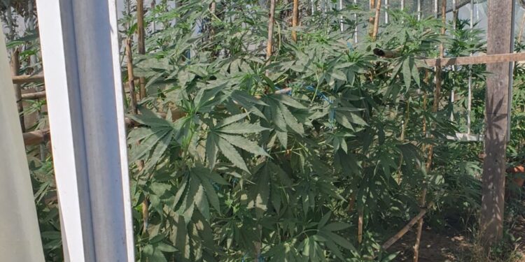 Πύργος: Εντοπίστηκε και εκριζώθηκε φυτεία 153 δενδρυλλίων κάνναβης στην περιοχή της Ανδραβίδας - Κυλλήνης