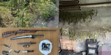 Φθιώτιδα: Συνελήφθη εν ενεργεία δημοτικός σύμβουλος ως αρχηγός οργάνωσης που καλλιεργούσε και διακινούσε χασίς