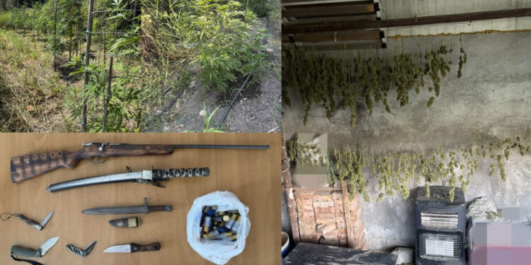 Φθιώτιδα: Συνελήφθη εν ενεργεία δημοτικός σύμβουλος ως αρχηγός οργάνωσης που καλλιεργούσε και διακινούσε χασίς