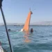 Πυροσβεστικό ελικόπτερο κατέπεσε στη θαλάσσια περιοχή της Ελευσίνας - Σώοι οι χειριστές, βγήκαν κολυμπώντας
