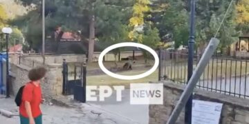 Καστοριά: Αναστάτωση στο Νεστόριο - Αρκούδα εμφανίστηκε σε αυλή σχολείου