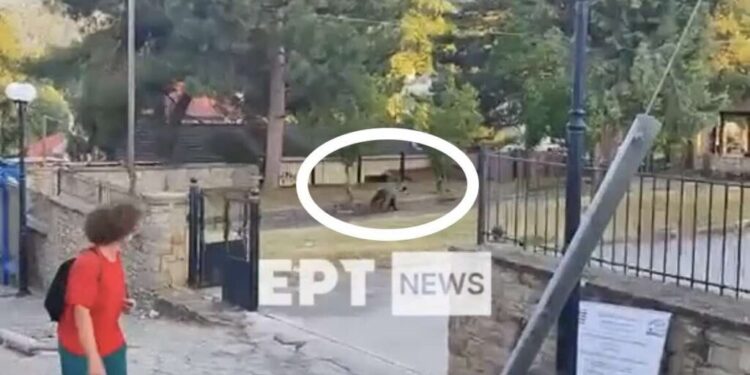 Καστοριά: Αναστάτωση στο Νεστόριο - Αρκούδα εμφανίστηκε σε αυλή σχολείου