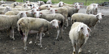 Υγειονομικός συναγερμός στις Σέρρες: Κρούσμα ευλογιάς των αιγοπροβάτων στο Νεοχώρι