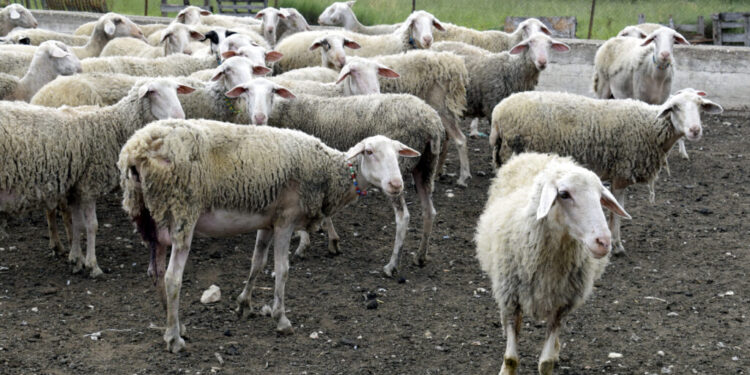 Υγειονομικός συναγερμός στις Σέρρες: Κρούσμα ευλογιάς των αιγοπροβάτων στο Νεοχώρι