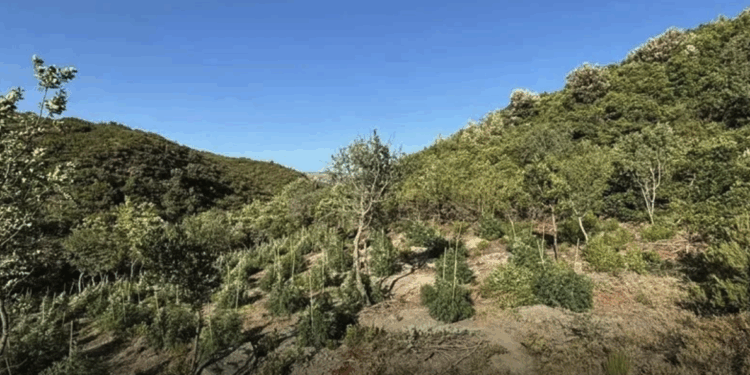 Εξαρθρώθηκε συμμορία που για καλλιέργεια και διακίνηση κάνναβης σε Βοιωτία και Εύβοια – 2.009 δενδρύλλια και κέρδη άνω των 2 εκατ. ευρώ