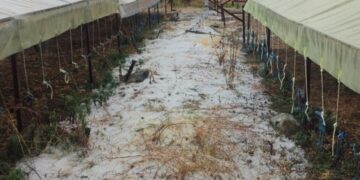 Ισχυρό μπουρίνι και χαλαζόπτωση στην Ελασσόνα - Καταστροφές σε καπνοκαλλιέργειες σε Φλάμπουρο και Ολυμπιάδα