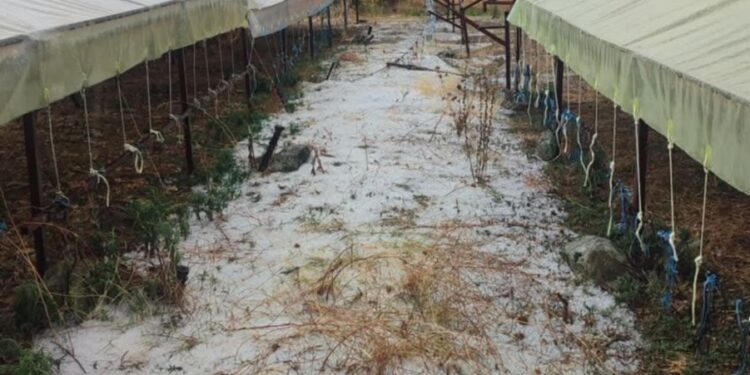 Ισχυρό μπουρίνι και χαλαζόπτωση στην Ελασσόνα - Καταστροφές σε καπνοκαλλιέργειες σε Φλάμπουρο και Ολυμπιάδα