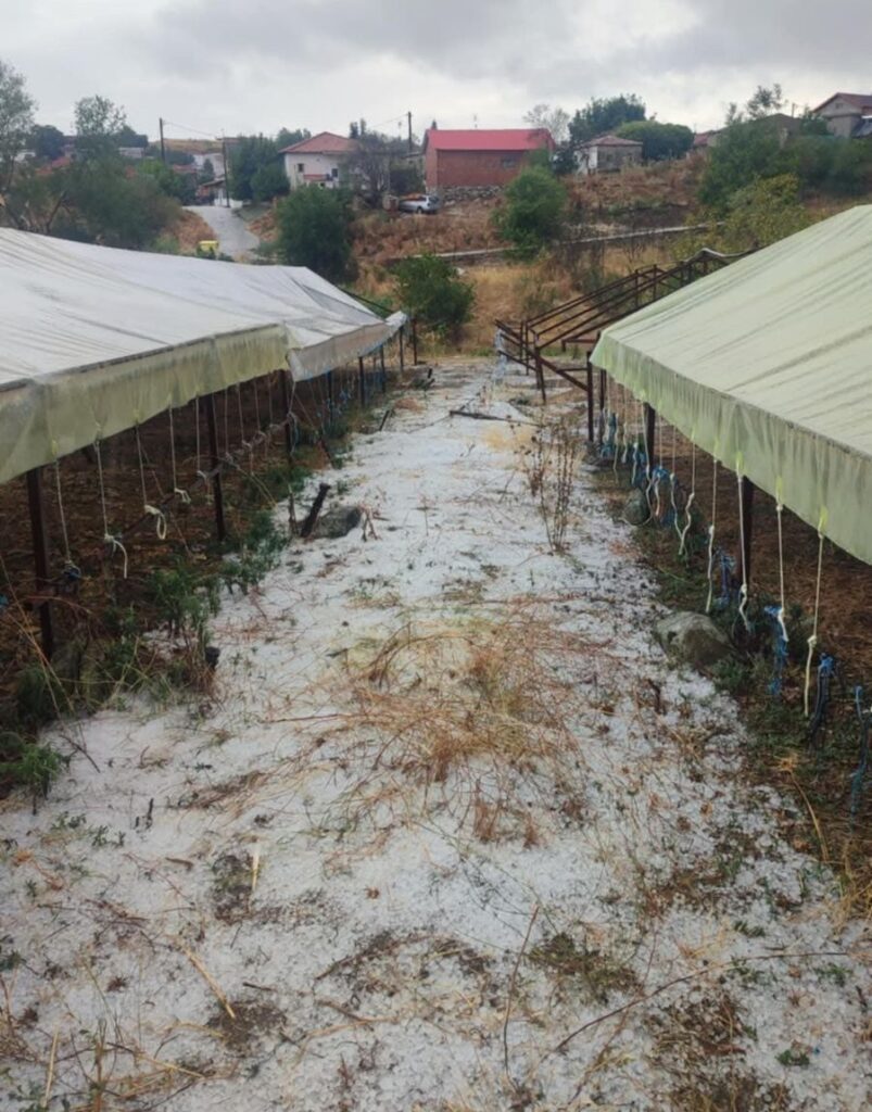 Ισχυρό μπουρίνι και χαλαζόπτωση στην Ελασσόνα - Καταστροφές σε καπνοκαλλιέργειες σε Φλάμπουρο και Ολυμπιάδα