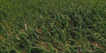 Θεσσαλία: Μεγάλες καταστροφές σε καλλιέργειες καπνού από την ξαφνική κακοκαιρία