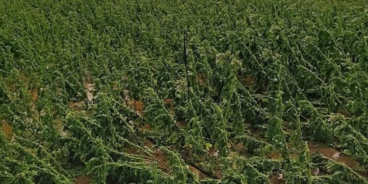 Θεσσαλία: Μεγάλες καταστροφές σε καλλιέργειες καπνού από την ξαφνική κακοκαιρία