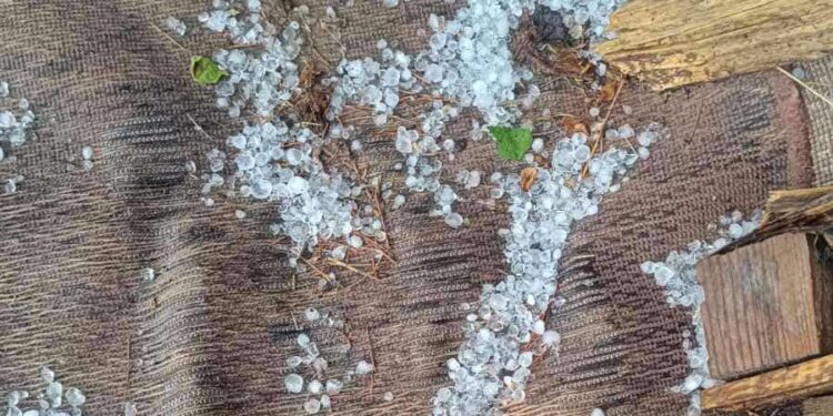 Αμύνταιο: Μεγάλες ζημιές σε καλλιέργειες από χαλάζι σε μέγεθος φουντουκιού