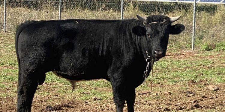 Μεσσηνία: Έκτακτη σύσκεψη στο Ραπτόπουλο για κρούσμα με βακτήριο άνθρακα σε βοοειδή στην Τριφυλία