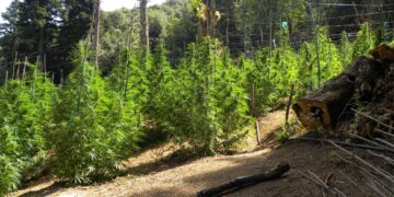 Αιτωλοακαρνανία: Το Τμήμα Δίωξης Ναρκωτικών Πύργου εντόπισε σε ορεινή περιοχή πάνω από 2.600 δενδρύλλια κάνναβης