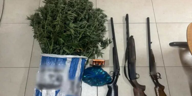 Ζάκυνθος: Σύλληψη 51χρονου για καλλιέργεια δενδρυλλίων κάνναβης και κατοχή όπλων