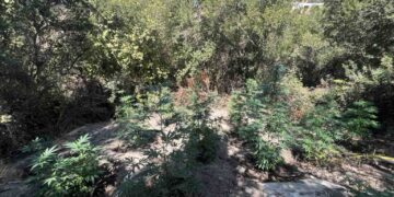 Ρέθυμνο: Εντοπίστηκε από την Αστυνομία φυτεία με 30 δενδρύλλια κάνναβης στον Μυλοπόταμο