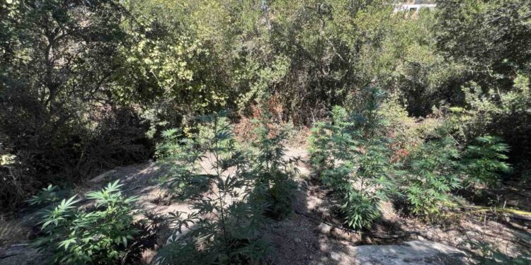 Ρέθυμνο: Εντοπίστηκε από την Αστυνομία φυτεία με 30 δενδρύλλια κάνναβης στον Μυλοπόταμο