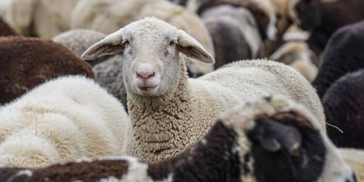 Κοζάνη: Ανακοίνωση της Κτηνιατρικής Υπηρεσίας για τα κρούσματα ευλογιάς σε πρόβατα