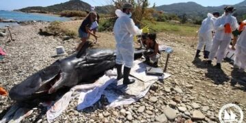 Νεαρός φυσητήρας εκβράστηκε νεκρός στις βόρειες ακτές της Σάμου