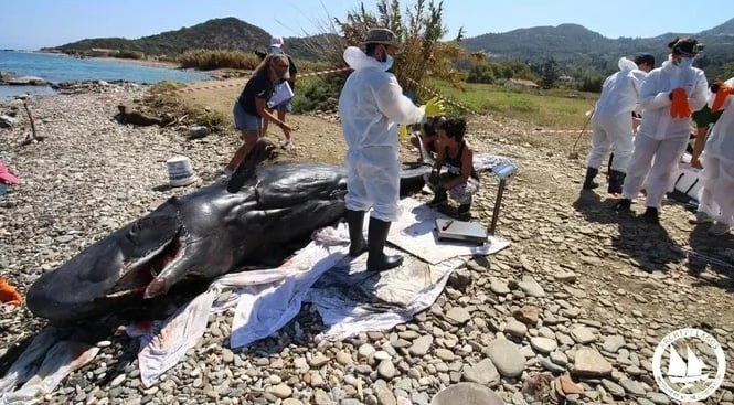 Νεαρός φυσητήρας εκβράστηκε νεκρός στις βόρειες ακτές της Σάμου