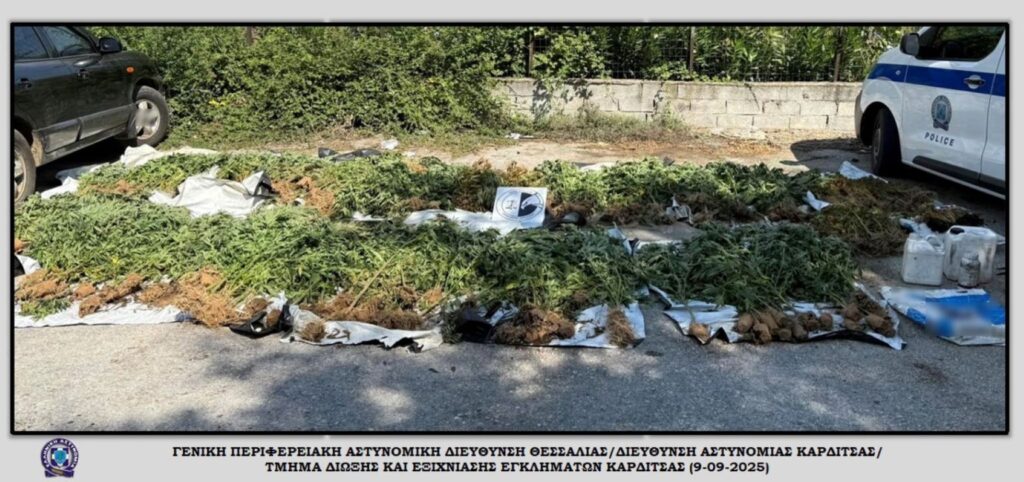 Μεγάλη φυτεία με εκατοντάδες δενδρύλλια κάνναβης εντοπίστηκε σε ορεινή περιοχή της Καρδίτσας