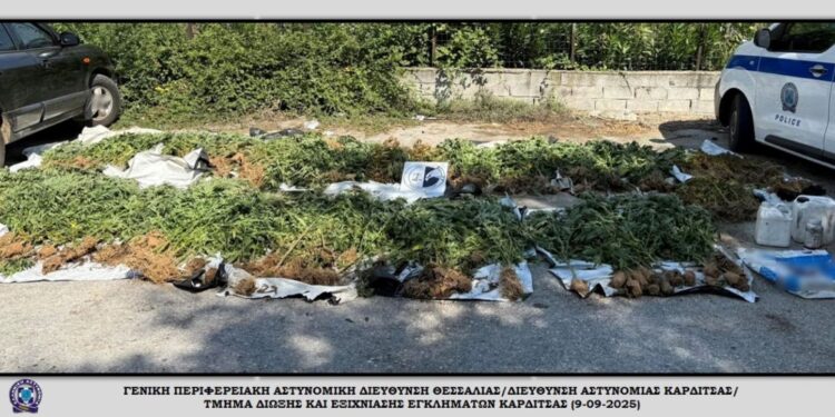 Μεγάλη φυτεία με εκατοντάδες δενδρύλλια κάνναβης εντοπίστηκε σε ορεινή περιοχή της Καρδίτσας