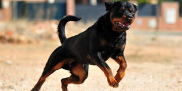 Σοκ στη Μεσσηνία: Ηλικιωμένος σε κρίσιμη κατάσταση μετά από επίθεση Ροτβάιλερ