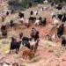Υπόθεση ΟΠΕΚΕΠΕ: Η Παρασκευή Τυχεροπούλου καταγγέλλει ότι δέχεται απειλές
