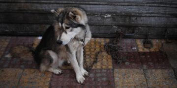 Οργή στην Εύβοια: Πυροβόλησαν και σκότωσαν αδέσποτο σκύλο