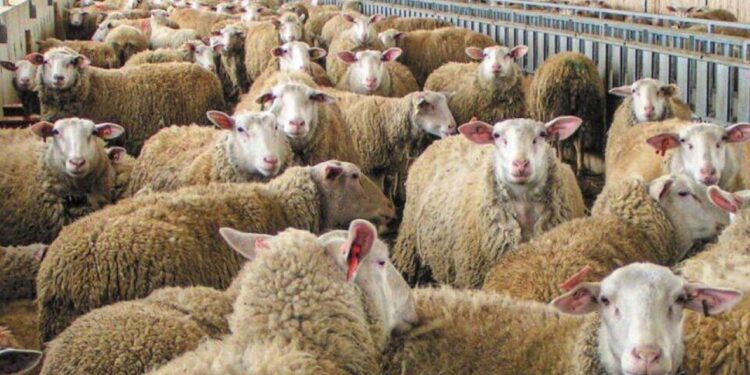 Συνελήφθη στην Καρδίτσα υπεύθυνος κτηνοτροφικής μονάδας - Διατηρούσε ζώα με συμπτώματα ευλογιάς