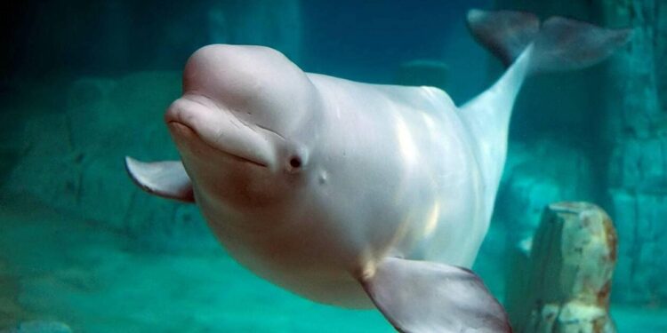 Καναδικός Ζωολογικός Κήπος: Απειλή θανάτωσης 30 φαλαινών