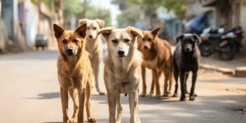 Θεσσαλονίκη: Αδέσποτα σκυλιά τρομοκρατούν πολίτες σε γειτονιές