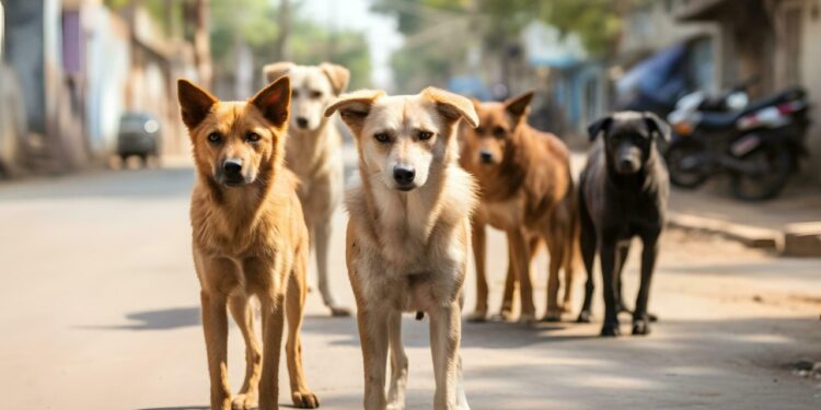 Θεσσαλονίκη: Αδέσποτα σκυλιά τρομοκρατούν πολίτες σε γειτονιές