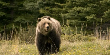 Αμύνταιο: Αυξάνονται οι επιθέσεις αρκούδας στο χωριό