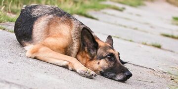 Χανιά: Ένας πολίτης έσωσε αιμόφυρτο σκύλο