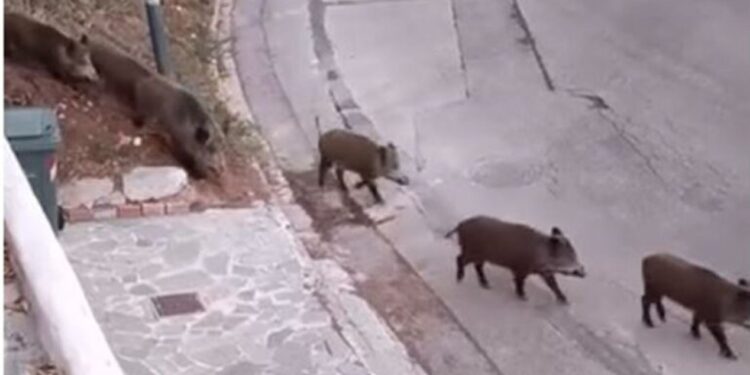 Λακωνία: Νεκρός 24χρονος οδηγός μοτοσικλέτας που συγκρούστηκε με αγριόχοιρο