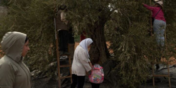 Επίθεση ισραηλινών εποίκων κατά Παλαιστινίων, ακτιβιστών και δημοσιογράφων που μάζευαν ελιές στη Δυτική Όχθη