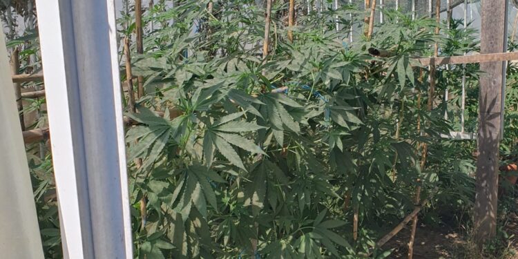 Πάτρα: Η Δίωξη Ναρκωτικών εντόπισε οργανωμένο «εργαστήριο» καλλιέργειας κάνναβης μέσα σε κατοικία - Συνελήφθη 35χρονος Αλβανός