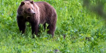 Ελεύθερη εξακολουθεί να κυκλοφορεί μια αρκούδα μετά την επίθεση σε σχολική ομάδα στον Καναδά, αφήνοντας 11 τραυματίες, δύο εκ των οποίων σε κρίσιμη κατάσταση. Το περιστατικό συνέβη το απόγευμα της Πέμπτης σε ένα μονοπάτι στην πόλη Μπέλα Κούλα, στην επαρχία της Βρετανικής Κολομβίας. Η αρκούδα βγήκε από το δάσος, καθώς μαθητές και δάσκαλοι έτρωγαν μεσημεριανό σε ένα μονοπάτι στην παράκτια κοινότητα Μπέλα Κούλα. Οι κάτοικοι έχουν προειδοποιηθεί να παραμείνουν στα σπίτια τους, ενώ ένοπλοι αστυνομικοί προσπαθούν να εντοπίσουν το ζώο. Η υπηρεσία αναφέρει ότι πολλοί εκπαιδευτικοί έβαλαν τα σώματά τους ασπίδα στα παιδιά και χρησιμοποίησαν σπρέι για αρκούδες και κροτίδα για να διώξουν το ζώο. Η ομάδα με μαθητές της Δ΄ και Ε΄ τάξης βρισκόταν σε εκδρομή την Πέμπτη όταν έγινε η επίθεση και η υπηρεσία προστασίας της φύσης αναφέρει ότι οι τραυματίες είναι τρία παιδιά και ένας ενήλικας. Η ομάδα προερχόταν από το σχολείο Acwsalcta, το οποίο διοικείται από την ιθαγενή φυλή Nuxalk, στην πόλη που βρίσκεται 700 χιλιόμετρα (435 μίλια) βορειοδυτικά του Βανκούβερ. «Οι αστυνομικοί είναι οπλισμένοι», έγραψε το Nation στο Facebook. «Παραμείνετε μέσα και μακριά από τον αυτοκινητόδρομο». Οι αξιωματούχοι του Nation έκλεισαν προσωρινά το σχολείο, προσφέροντας υπηρεσίες συμβουλευτικής.